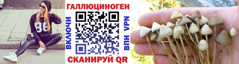 дарнет шоп  Осташков  Галлюциногенные грибы MAGIC MUSHROOMS 